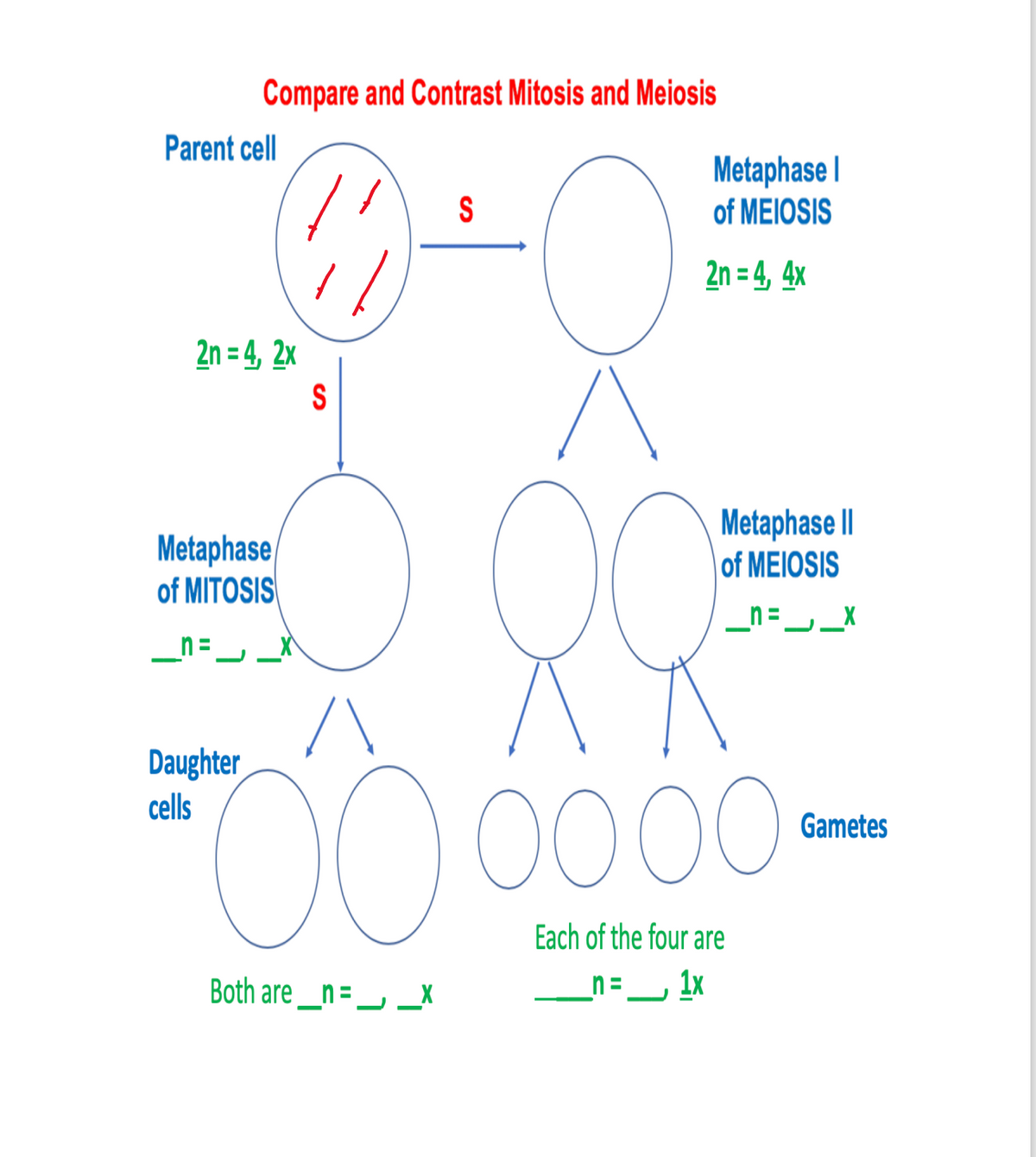 Compare and Contrast Mitosis and Meiosis
Parent cell
2n=4, 2x
Metaphase
of MITOSIS
_n=
Daughter
cells
S
Both are_n=___X
S
Metaphase I
of MEIOSIS
2n=4, 4x
Metaphase II
of MEIOSIS
_n=___x
0000
Each of the four are
_n = 1x
Gametes