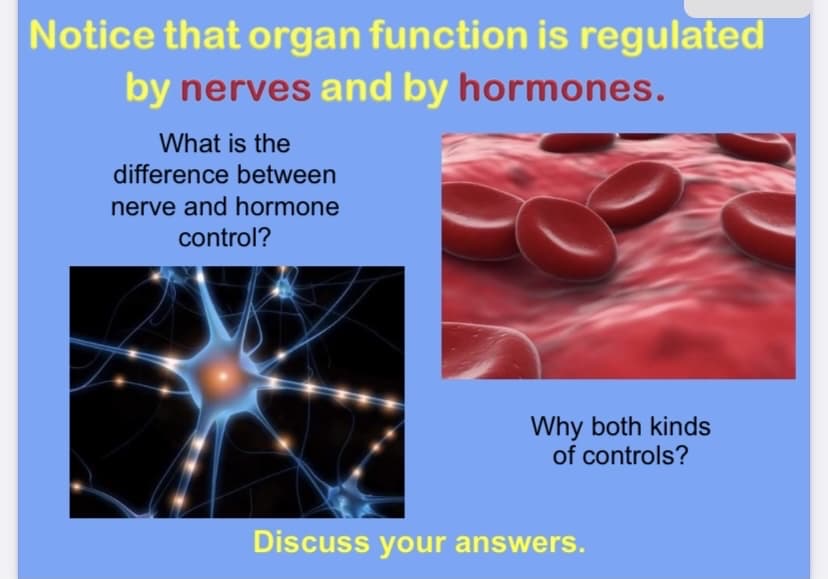 Notice that organ function is regulated
by nerves and by hormones.
What is the
difference between
nerve and hormone
control?
Why both kinds
of controls?
Discuss your answers.
