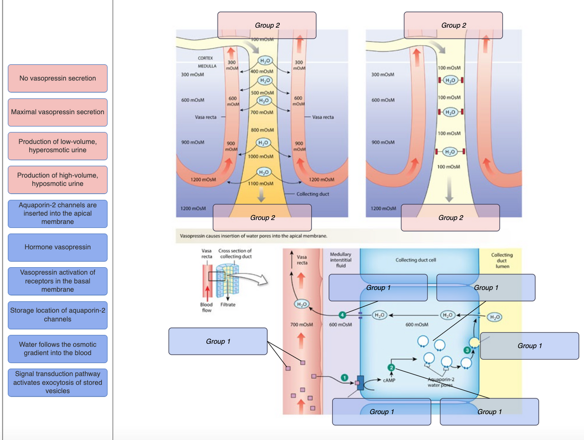 Group 2
Group 2
t0omosht
CORTEX
300
H,0
300
MEDULLA
100 mosM
400 mOsM
300 mosM
300 mosM
No vasopressin secretion
H,0
H,0I
500 MOSM
600
H,0
600
100 mosM
600 mosM
600 mosM
mOsM
Maximal vasopressin secretion
700 mosM
H,0
Vasa recta -
- Vasa recta
800 mosM
100 mosM
Production of low-volume,
hyperosmotic urine
900 mosM
900
mOsM
H,0
900
900 mosM
H,0
1000 mosM
100 mosM
H,0
Production of high-volume,
hyposmotic urine
1200 mosM
1200 mosM
1100 mosM
Collecting duct
Aquaporin-2 channels are
inserted into the apical
1200 mosM
1200 mosM
Group 2
Group 2
membrane
Vasopressin causes insertion of water pores into the apical membrane.
Hormone vasopressin
Vasa Cross section of
recta collecting duct
Medullary
interstitial
fluid
Collecting
duct
lumen
Vasa
Collecting duct cell
recta
Vasopressin activation of
receptors in the basal
membrane
Group 1
Group 1
Blood Filtrate
flow
H,0
Storage location of aquaporin-2
channels
H,0
H,0
H,0
700 mosM
600 mosM
600 mosM
Group 1
Water follows the osmotic
Group 1
gradient into the blood
Signal transduction pathway
activates exocytosis of stored
toaporin-2
water por
CAMP
vesicles
Group 1
Group 1
