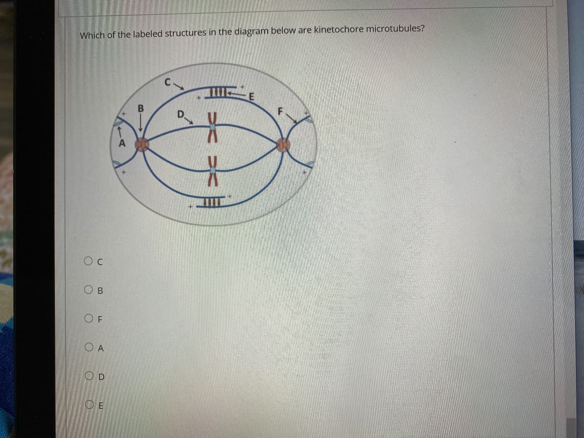 Which of the labeled structures in the diagram below are kinetochore microtubules?
В
D.
O B
O F
O A
O D
