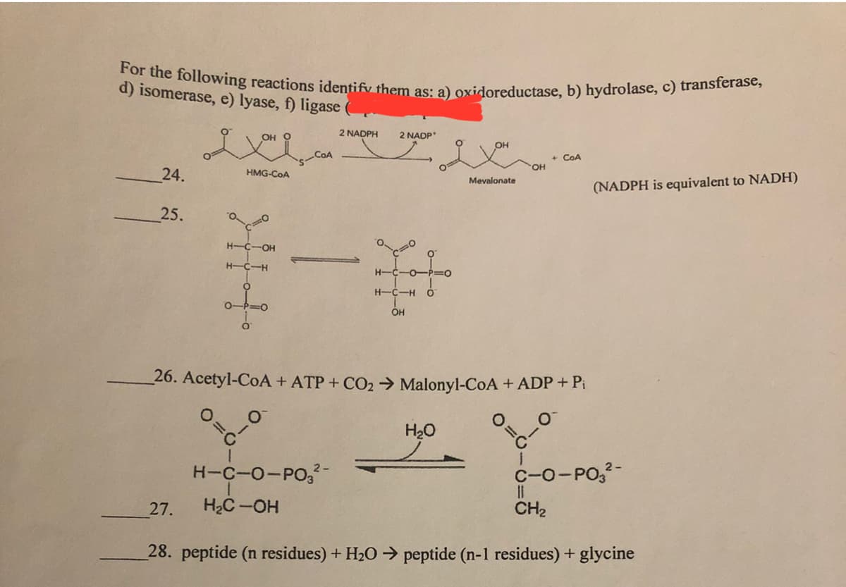 For the following reactions identify them as: a) oxidoreductase, b) hydrolase, c) transferase,
d) isomerase, e) lyase, f) ligase
24.
25.
OH
exi
HMG-CoA
H-CIOH
H-CIH
O
11110
27.
COA
2 NADPH
H-C-O-PO3²2-
H₂C-OH
2 NADP'
ر
H-C-HO
OH
Mevalonate
26. Acetyl-CoA + ATP + CO₂ → Malonyl-CoA + ADP + Pi
О
H₂O
OH
1
+ COA
(NADPH is equivalent to NADH)
2-
C-O-PO3²-
||
CH₂
28. peptide (n residues) + H₂O → peptide (n-1 residues) + glycine