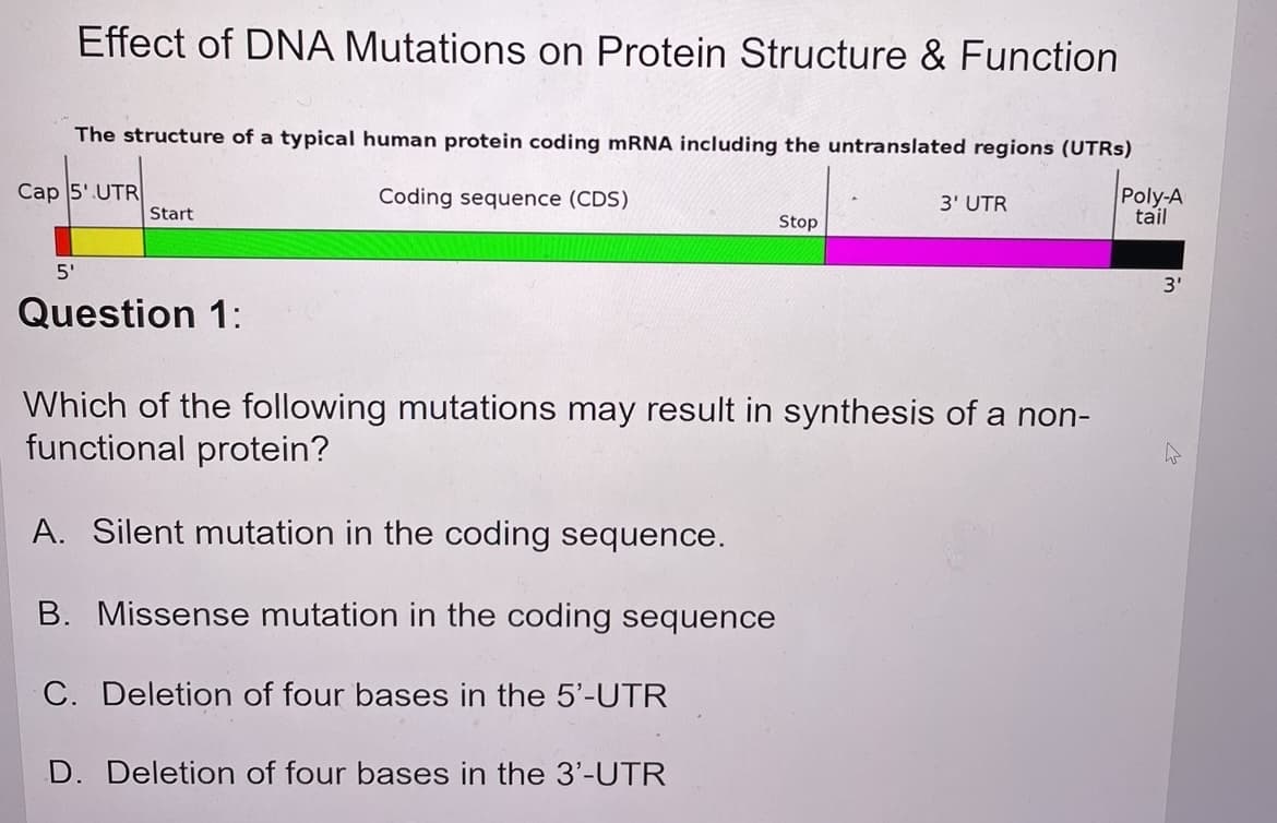 Effect of DNA Mutations on Protein Structure & Function
The structure of a typical human protein coding mRNA including the untranslated regions (UTRS)
Сap 5' UTR
Coding sequence (CDS)
Poly-A
tail
3' UTR
Start
Stop
5'
3'
Question 1:
Which of the following mutations may result in synthesis of a non-
functional protein?
A. Silent mutation in the coding sequence.
B. Missense mutation in the coding sequence
C. Deletion of four bases in the 5'-UTR
D. Deletion of four bases in the 3'-UTR
