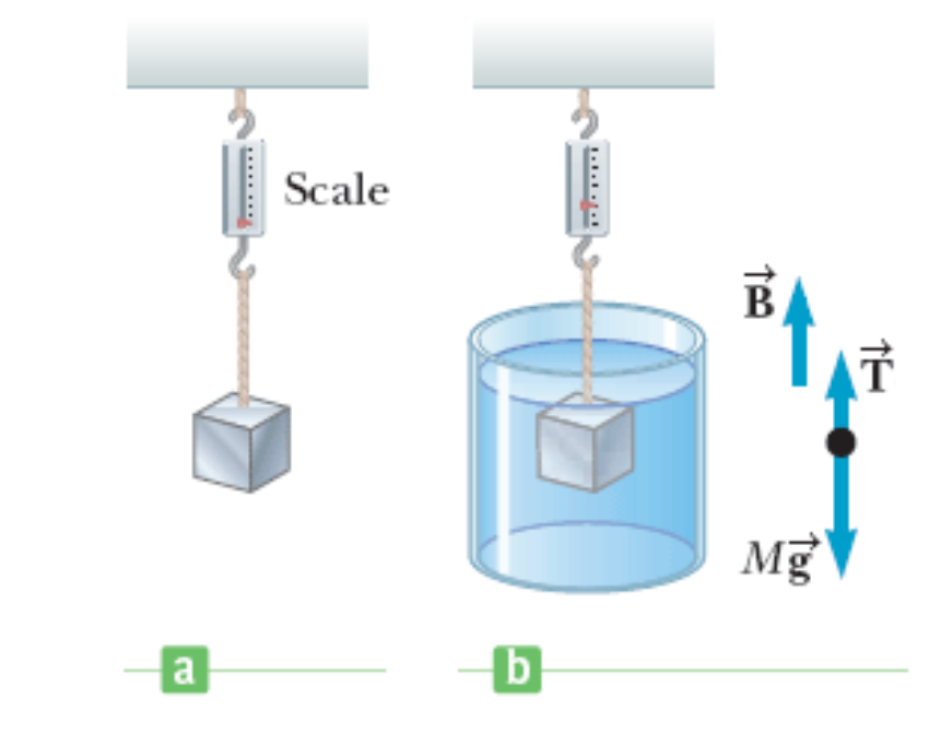 Scale
T
Mg
b
a
