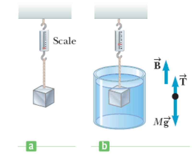 Scale
Mg
a
