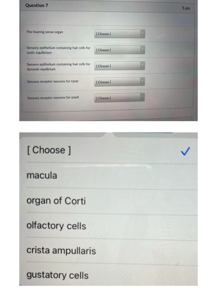 Question 7
5 pts
The hearing sense organ
[ Choose )
Sensory epithelium containing hair cells for
static equilbrium
[ Choose )
Sensory epithelium containing hair cells for
dynamic equibrium
[Choose ]
Sensory receptor neurons for taste
( Choose]
Sensory receptor neurons for smell
| Choose )
[Choose ]
macula
organ of Corti
olfactory cells
crista ampullaris
gustatory cells
