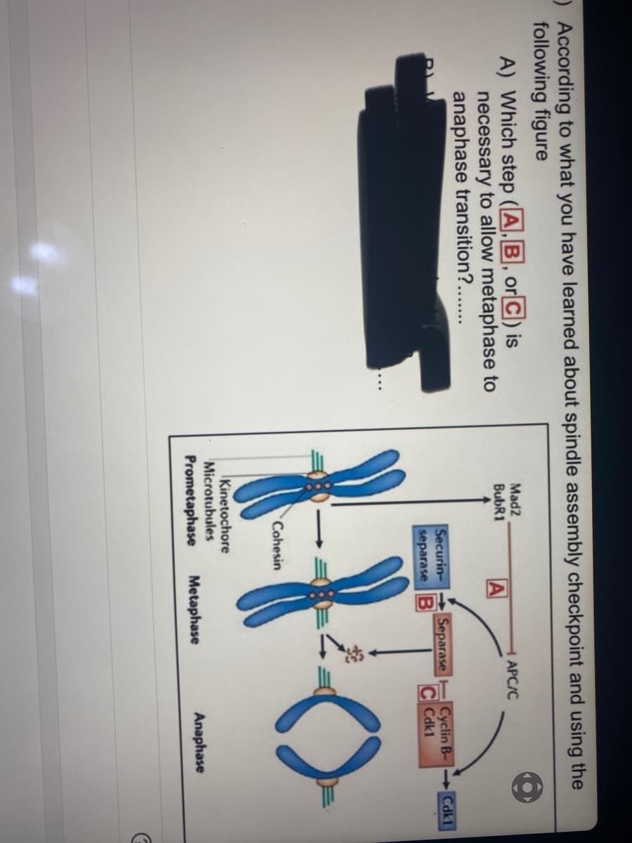 )According to what you have learned about spindle assembly checkpoint and using the
following figure
A) Which step (A,B, or C) is
necessary to allow metaphase to
anaphase transition?..
Mad2
АРС/С
BubR1
Securin-
separase B
Cyclin B-
Cdk1
Separase
Cdk1
Cohesin
Kinetochore
Microtubules
Prometaphase
Metaphase
Anaphase
