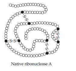 S-S
Native ribonuclease A
