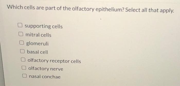 Which cells are part of the olfactory epithelium? Select all that apply.
Osupporting cells
mitral cells
O glomeruli
basal cell
O olfactory receptor cells
olfactory nerve
nasal conchae
