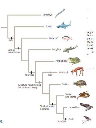 Lampreys
Sharks
ai į ie
Bony fish
tre s
Jaw
spe ie
trees t
or ext
Lung or
swimbladder
Lungfish
E
Amphibians
Mammals
Four legs
Hair
Moisture-retaining egg
for terrestrial living
Turtles
Snakes
and lizards
Skull with two
openings
Crocodiles
Birds
52
Feathers
