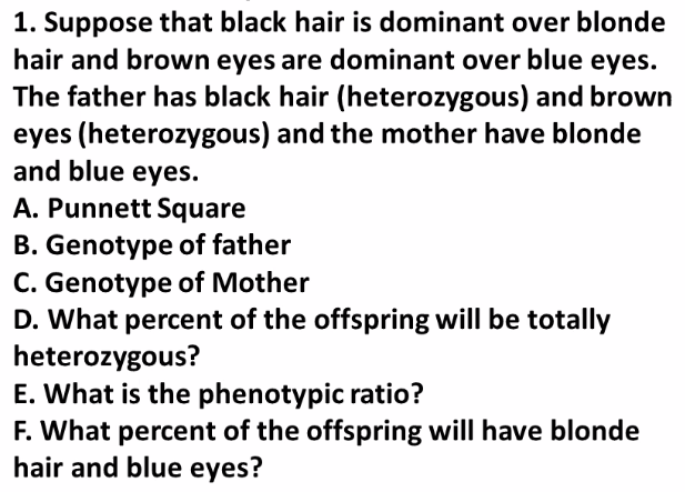 1. Suppose that black hair is dominant over blonde
hair and brown eyes are dominant over blue eyes.
The father has black hair (heterozygous) and brown
eyes (heterozygous) and the mother have blonde
and blue eyes.
A. Punnett Square
B. Genotype of father
C. Genotype of Mother
D. What percent of the offspring will be totally
heterozygous?
E. What is the phenotypic ratio?
F. What percent of the offspring will have blonde
hair and blue eyes?
