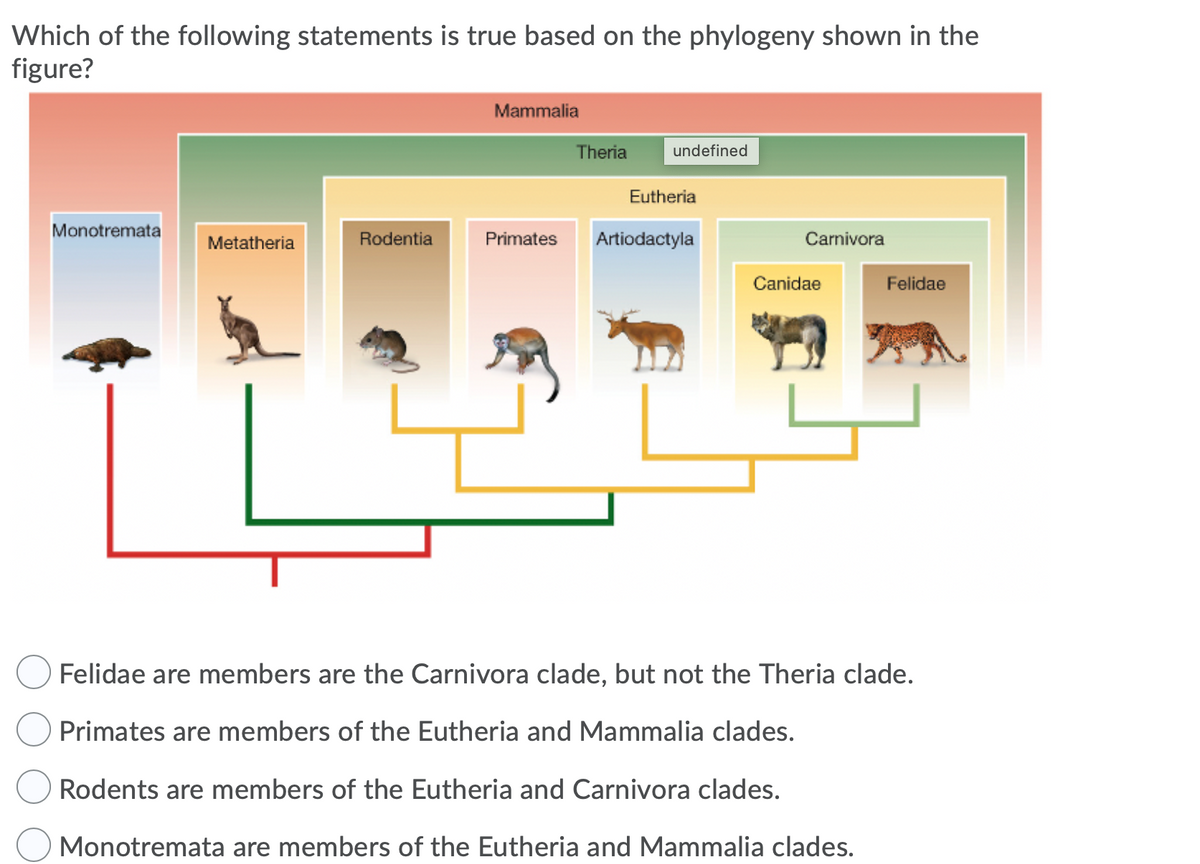 Which of the following statements is true based on the phylogeny shown in the
figure?
Mammalia
Theria
undefined
Eutheria
Monotremata
Metatheria
Rodentia
Primates
Artiodactyla
Carnivora
Canidae
Felidae
Felidae are members are the Carnivora clade, but not the Theria clade.
Primates are members of the Eutheria and Mammalia clades.
Rodents are members of the Eutheria and Carnivora clades.
Monotremata are members of the Eutheria and Mammalia clades.
