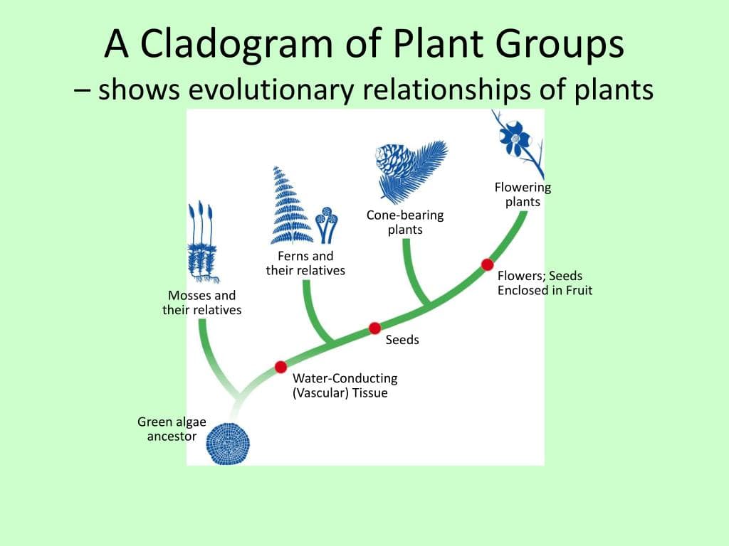 A Cladogram of Plant Groups
- shows evolutionary relationships of plants
X
Mosses and
their relatives
Green algae
ancestor
Ferns and
their relatives
Cone-bearing
plants
Seeds
Water-Conducting
(Vascular) Tissue
Flowering
plants
Flowers; Seeds
Enclosed in Fruit