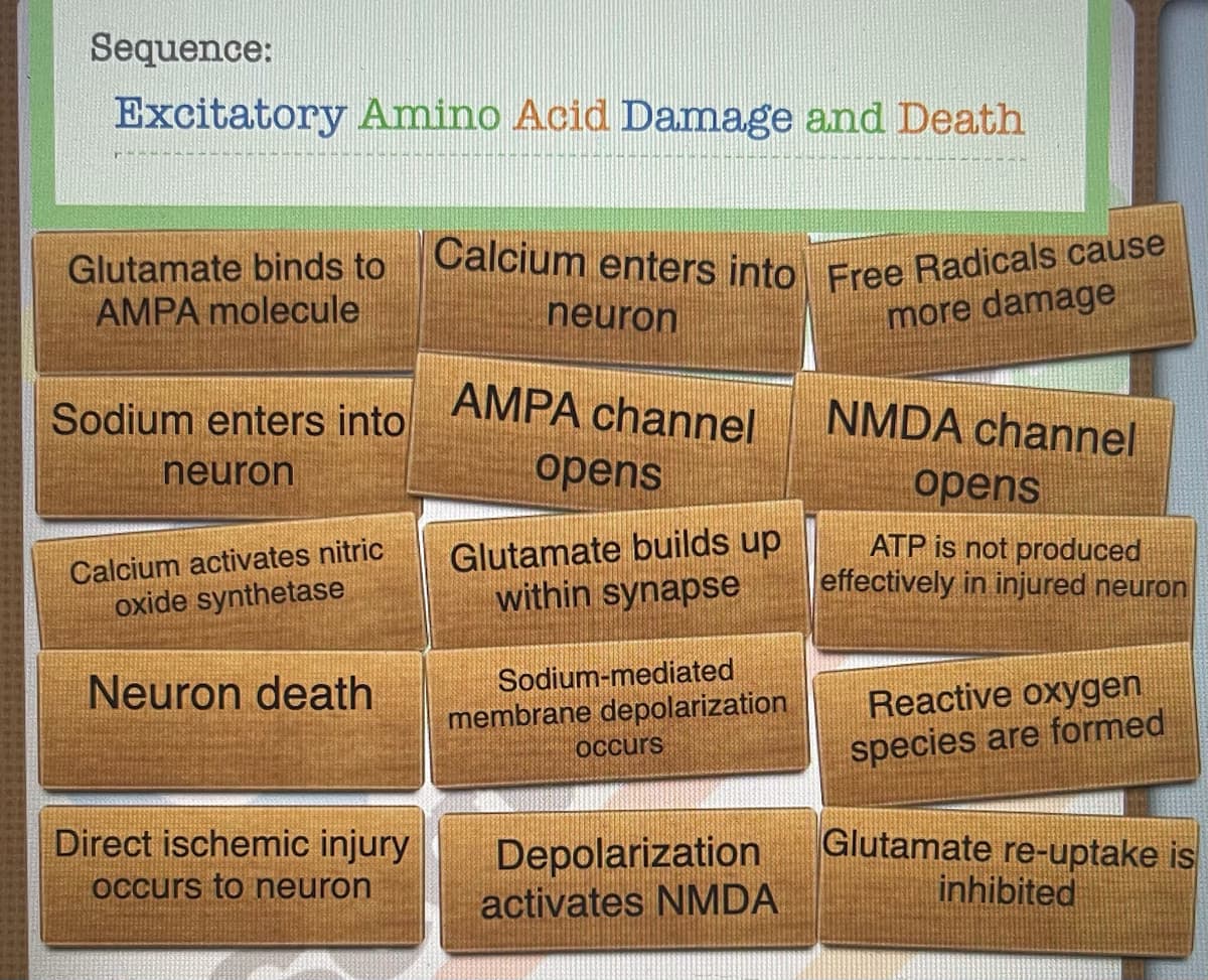 Calcium enters into Free Radicals cause
Sequence:
Excitatory Amino Acid Damage and Death
Glutamate binds to
AMPA molecule
neuron
more damage
AMPA channel
Sodium enters into
NMDA channel
neuron
opens
opens
Calcium activates nitric
oxide synthetase
Glutamate builds up
within synapse
ATP is not produced
effectively in injured neuron
Sodium-mediated
Reactive oxygen
species are formed
Neuron death
membrane depolarization
OCcurs
Glutamate re-uptake is
Direct ischemic injury
occurs to neuron
Depolarization
activates NMDA
inhibited
