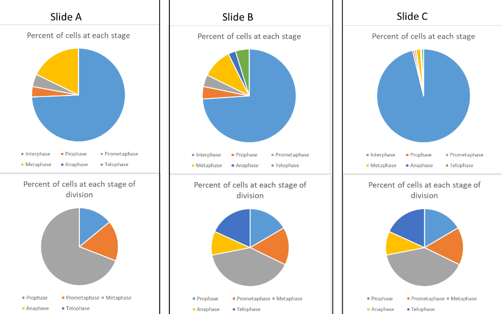 Slide A
Slide B
Slide C
Percent of cells at each stage
Percent of cells at each stage
Percent of cells at each stage
- Interphase
- Prophase
- Prometaphase
- Prophase
- Anaphase
- Interphase
- Prometaphase
- Interphase
- Prophase
- Prometaphase
- Metaphase
- Anaphase
- Telophase
- Metaphase
- Telophase
-Metaphase
- Anaphase
Telophase
Percent of cells at each stage of
Percent of cells at each stage of
Percent of cells at each stage of
division
division
division
- Prophase
- Prometaphase - Metaphase
- Prophase
- Prometaphase - Metaphase
- Prophase
- Prometaphase - Metaphase
- Anaphase
- Telophase
- Anaphase
- Telophase
- Anaphase
- Telophase
