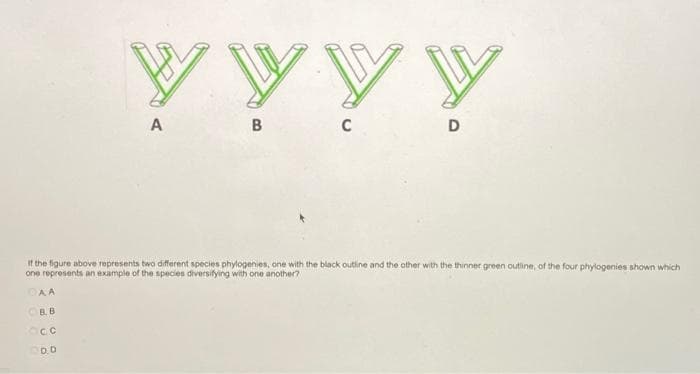 yyyy
A
B
с
D
If the figure above represents two different species phylogenies, one with the black outline and the other with the thinner green outline, of the four phylogenies shown which
one represents an example of the species diversifying with one another?
DAA
вв
cc
200