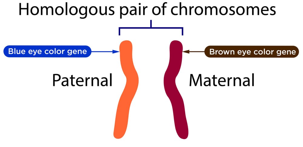 Homologous pair of chromosomes
Blue eye color gene
Brown eye color gene
Paternal
Maternal
