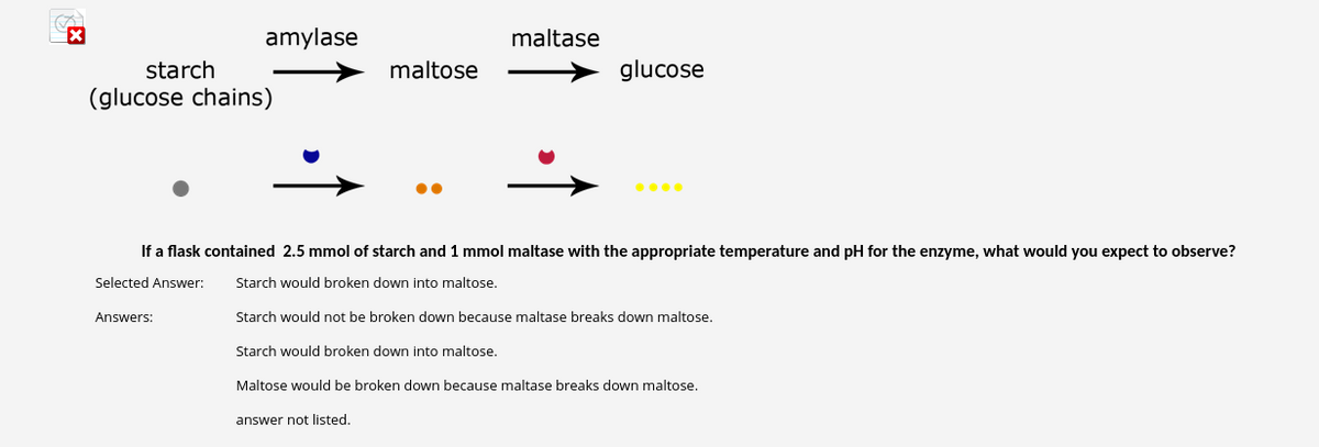 amylase
starch
(glucose chains)
Answers:
maltose
maltase
glucose
If a flask contained 2.5 mmol of starch and 1 mmol maltase with the appropriate temperature and pH for the enzyme, what would you expect to observe?
Selected Answer: Starch would broken down into maltose.
Starch would not be broken down because maltase breaks down maltose.
Starch would broken down into maltose.
Maltose would be broken down because maltase breaks down maltose.
answer not listed.