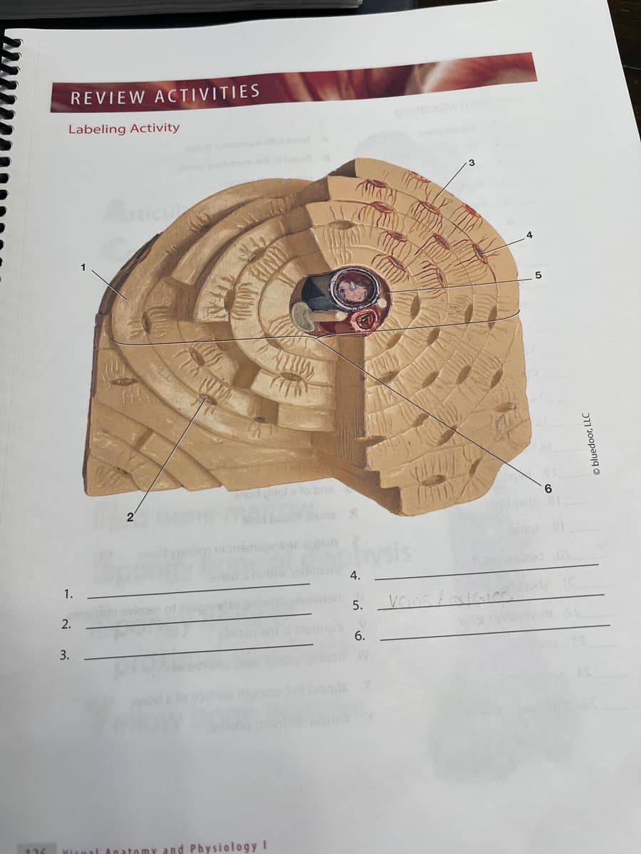 126
REVIEW ACTIVITIES
Labeling Activity
1.
2.
3.
2
anod pnofs to bris
8
Xisual Anatomy and Physiology I
physis
nibiw ediner 4.
5.
6.
3
5
6
Ⓒbluedoor, LLC