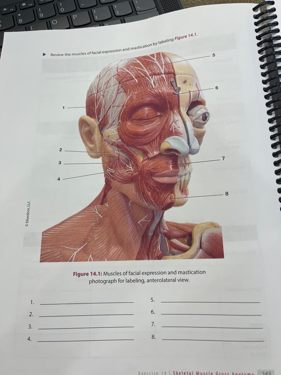 7
8
Ⓒbluedoor, LLC
1.
2.
3.
4.
9
O
O
Review the muscles of facial expression and mastication by labeling Figure 14.1.
2
3
4
P
Figure 14.1: uscles of facial pression and mastication
photograph for labeling, anterolateral view.
5.
6.
7.
8.
6
7
8
Exercise 14 Skeletal Muscle Gross Anatomy
243