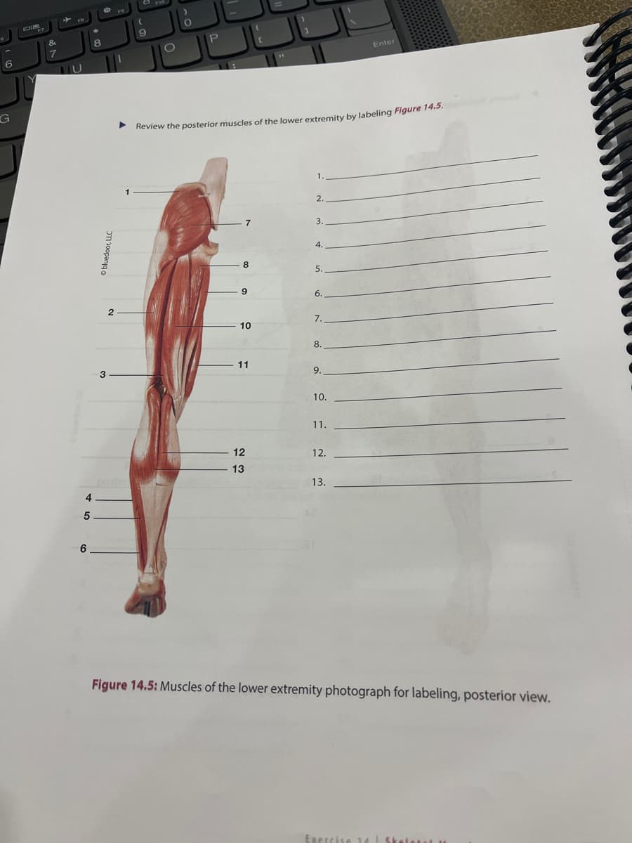 6
G
DIFF
7
MU
4
5
6
8
bluedoor,
3
2
▶
9
O
O
P
لالال
Review the posterior muscles of the lower extremity by labeling Figure 14.5.
8
9
10
11
12
13
1.
2.
3.
4.
5.
6.
7.
8.
9.
10.
11.
12.
Enter
13.
Figure 14.5: Muscles of the lower extremity photograph for labeling, posterior view.
Exercise 14 Skolotas 11