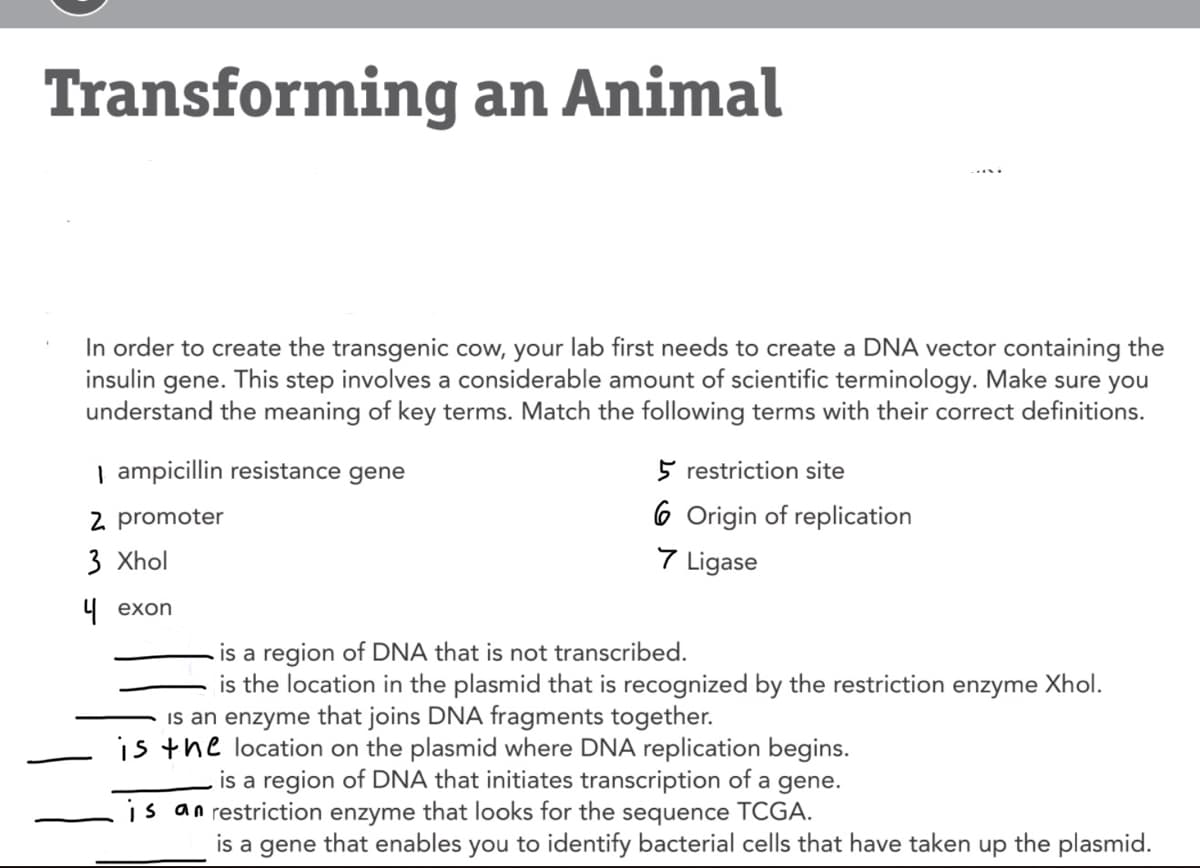 Transforming an Animal
In order to create the transgenic cow, your lab first needs to create a DNA vector containing the
insulin gene. This step involves a considerable amount of scientific terminology. Make sure you
understand the meaning of key terms. Match the following terms with their correct definitions.
| ampicillin resistance gene
5 restriction site
6 Origin of replication
7 Ligase
2 promoter
3 Xhol
Ч ехоn
is a region of DNA that is not transcribed.
is the location in the plasmid that is recognized by the restriction enzyme Xhol.
is an enzyme that joins DNA fragments together.
is the location on the plasmid where DNA replication begins.
is a region of DNA that initiates transcription of a gene.
is an restriction enzyme that looks for the sequence TCGA.
is a gene that enables you to identify bacterial cells that have taken up the plasmid.
