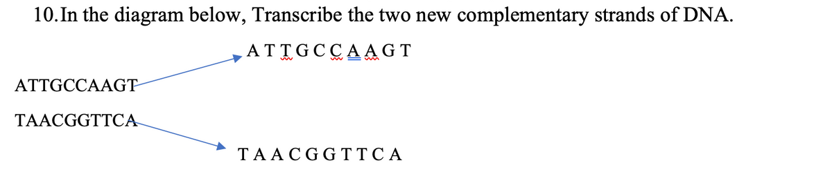 10.In the diagram below, Transcribe the two new
complementary strands of DNA.
ATTGCCA AGT
ATTGCCAAGT
TAACGGTTCA
TAACGG TT C A
