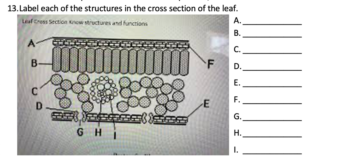 13. Label each of the structures in the cross section of the leaf.
А.
Leafross Section Know structures and functions
В.
A
C.
B
D.
Е.
F.
E
D
G.
GHi
H.
