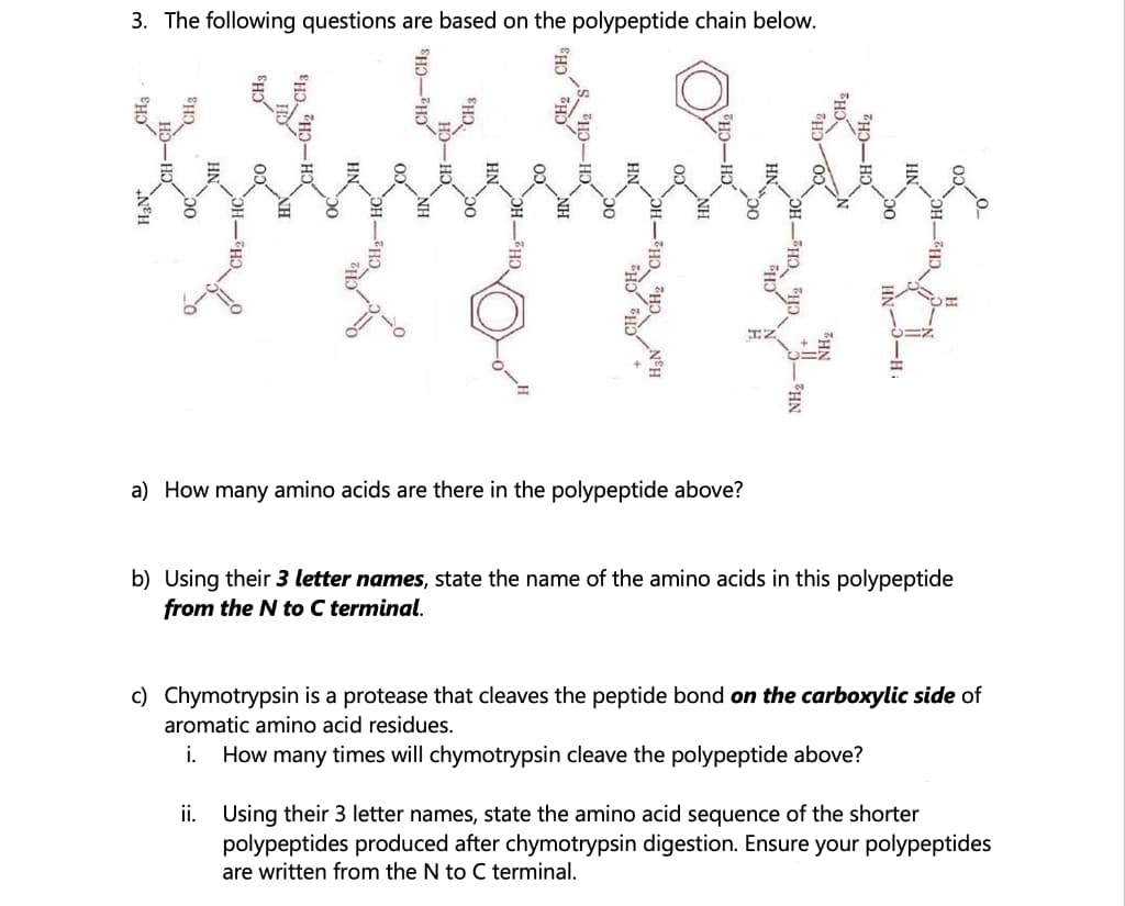 3. The following questions are based on the polypeptide chain below.
a) How many amino acids are there in the polypeptide above?
b) Using their 3 letter names, state the name of the amino acids in this polypeptide
from the N to C terminal.
c) Chymotrypsin is a protease that cleaves the peptide bond on the carboxylic side of
aromatic amino acid residues.
i.
How many times will chymotrypsin cleave the polypeptide above?
ii. Using their 3 letter names, state the amino acid sequence of the shorter
polypeptides produced after chymotrypsin digestion. Ensure your polypeptides
are written from the N to C terminal.
HN
OH-HO
CH-CH2 CH3
CH2-CH3
NH2-C Cf CH,-
HN-3-H.
CH2-
