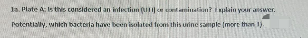 1a. Plate A: Is this considered an infection (UTI) or contamination? Explain your answer.
Potentially, which bacteria have been isolated from this urine sample (more than 1).
