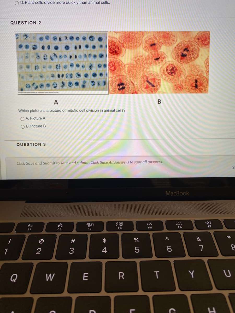 O D. Plant cells divide more quickly than animal cells.
QUESTION 2
A
Which picture is a picture of mitotic cell division in animal cells?
O A. Picture A
O B. Picture B
QUESTION 3
Click Save and Submit to save and submit. Click Save All Answers to save all answers.
Sa
MacBook
吕0
00
F6
F7
F4
F5
F1
F3
@
#
$
%
&
1
2
3
4
Q
W
E
R
T
Y
< CO
