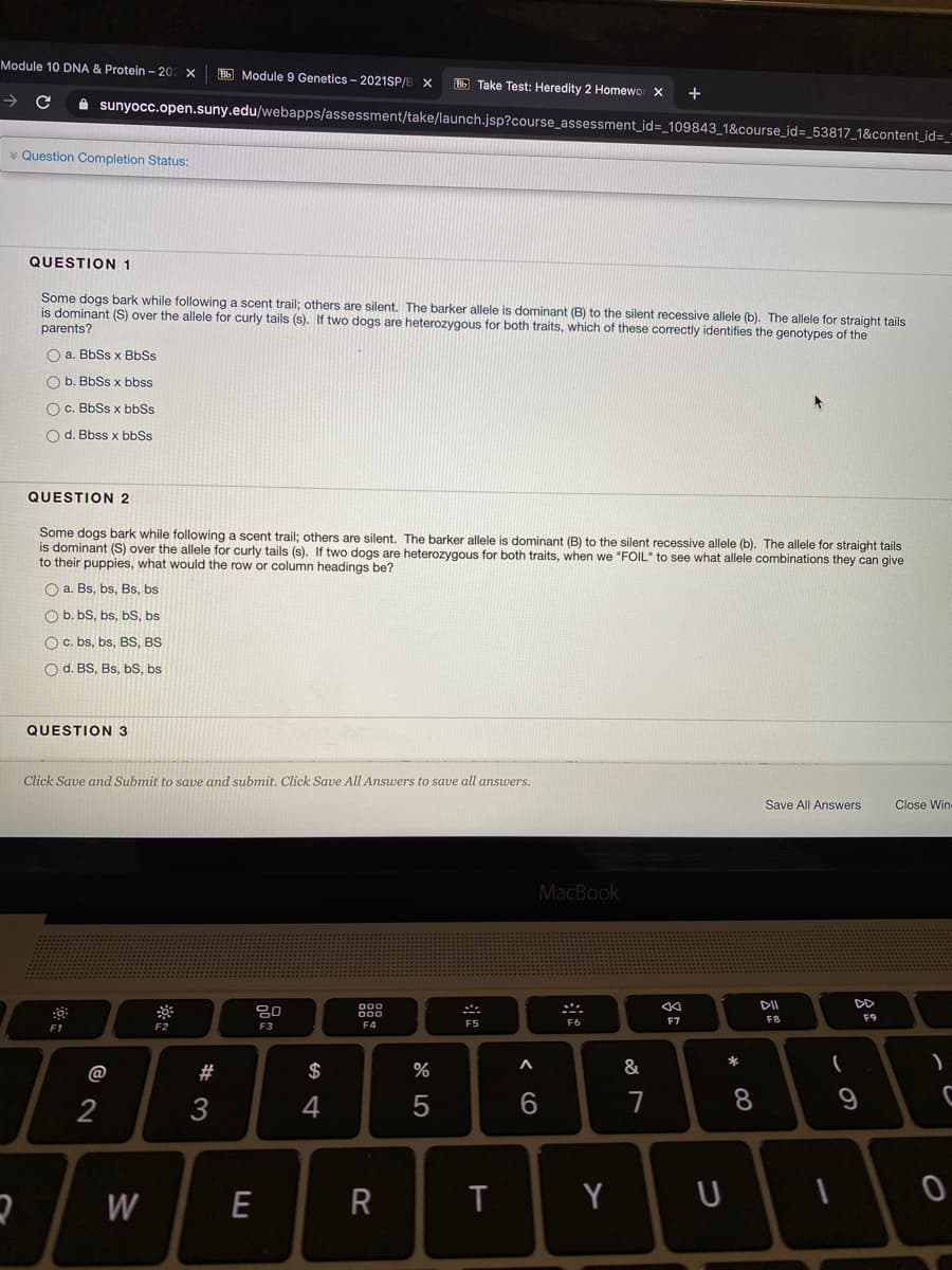 Module 10 DNA & Protein - 20
O Module 9 Genetics - 2021SP/B X
B Take Test: Heredity 2 Homewor X
+
A sunyocc.open.suny.edu/webapps/assessment/take/launch.jsp?course_assessment_id=_109843_1&course_id=_53817_1&content_id3D_
* Question Completion Status:
QUESTION 1
Some dogs bark while following a scent trail; others are silent. The barker allele is dominant (B) to the silent recessive allele (b). The allele for straight tails
is dominant (S) over the allele for curly tails (s). If two dogs are heterozygous for both traits, which of these correctly identifies the genotypes of the
parents?
O a. BbSs x BbSs
O b. BbSs x bbss
O c. BbSs x bbSs
O d. Bbss x bbSs
QUESTION 2
Some dogs bark while following a scent trail; others are silent. The barker allele is dominant (B) to the silent recessive allele (b). The allele for straight tails
is dominant (S) over the allele for curly tails (s). If two dogs are heterozygous for both traits, when we "FOIL" to see what allele combinations they can give
to their puppies, what would the row or column headings be?
O a. Bs, bs, Bs, bs
O b. bS, bs, bS, bs
O c. bs, bs, BS, BS
O d. BS, Bs, bS, bs
QUESTION 3
Click Save and Submit to save and submit. Click Save All Answers to save all answers.
Save All Answers
Close Wine
MacBook
DD
F7
F8
F9
F2
F3
F4
F5
F6
F1
@
$
&
8
9
2
W
E
R
Y
U
< CO
w ##
