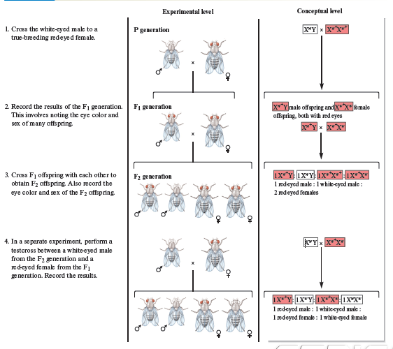 Experimental level
Conceptual level
L. Cross the white-eyed male to a
true-breeding redeyed femak.
X"Y x X*X*
P generation
2. Record the results of the F1 generation.
This involves noting the eye color and
sex of many offs pring
X*Ymak offspring andXXkmale
offspring, both with red eyes
F1 generation
3. Cross F1 offspring with cach other to
obtain F2 offs pring Also record the
cye color and sex of the F2 offspring
F2 generation
I edeyed make : 1 whie-eyed male:
2 redeyed females
4. In a separate experiment, perfom a
testcross between a whiteeyed male
from the F2 generation and a
redeyed femak from the F1
generation. Record the results.
1 ædeyed make : I whiteeyed make :
1 ædeyed femak : 1 white-cyed kmake
