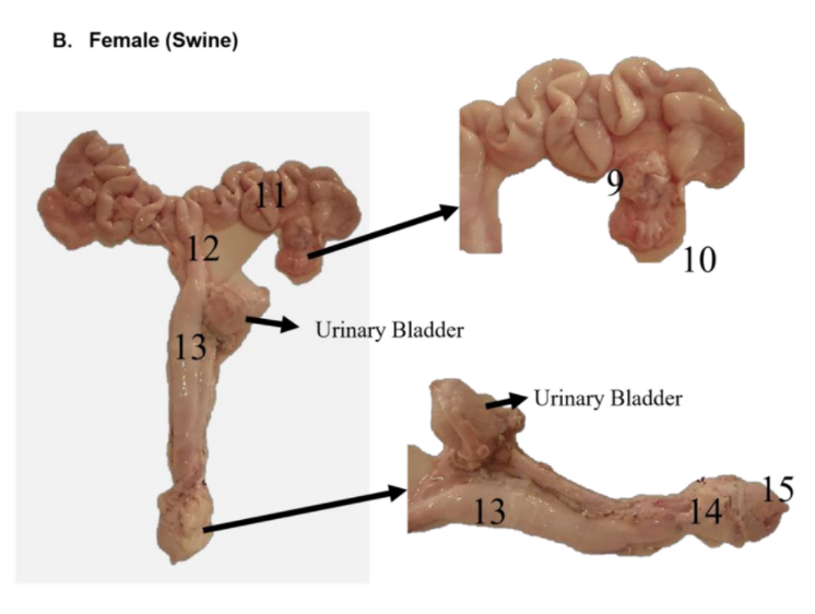 B. Female (Swine)
12
10
Urinary Bladder
13
Urinary Bladder
15
14
13

