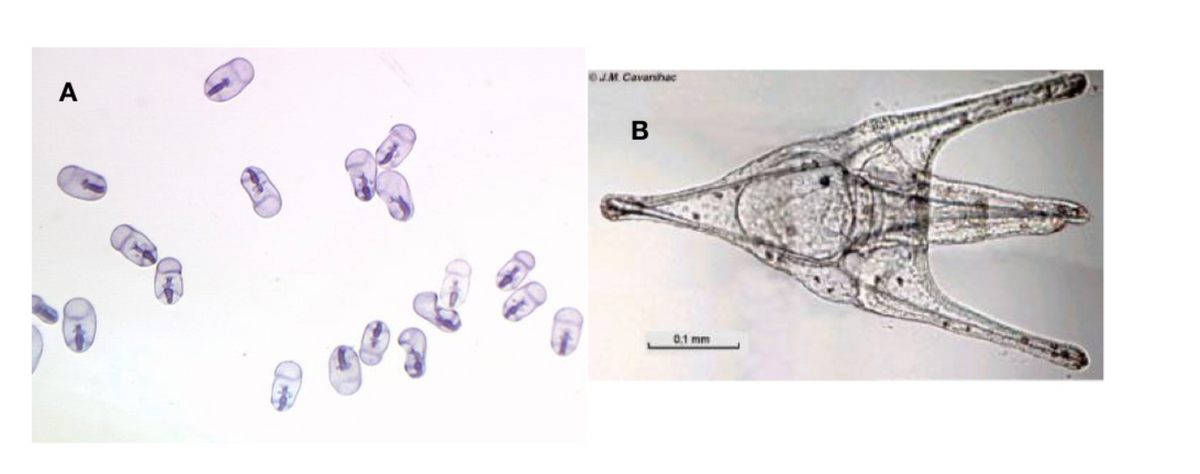 OJM. Cavanihac
A
B
0.1 mm
