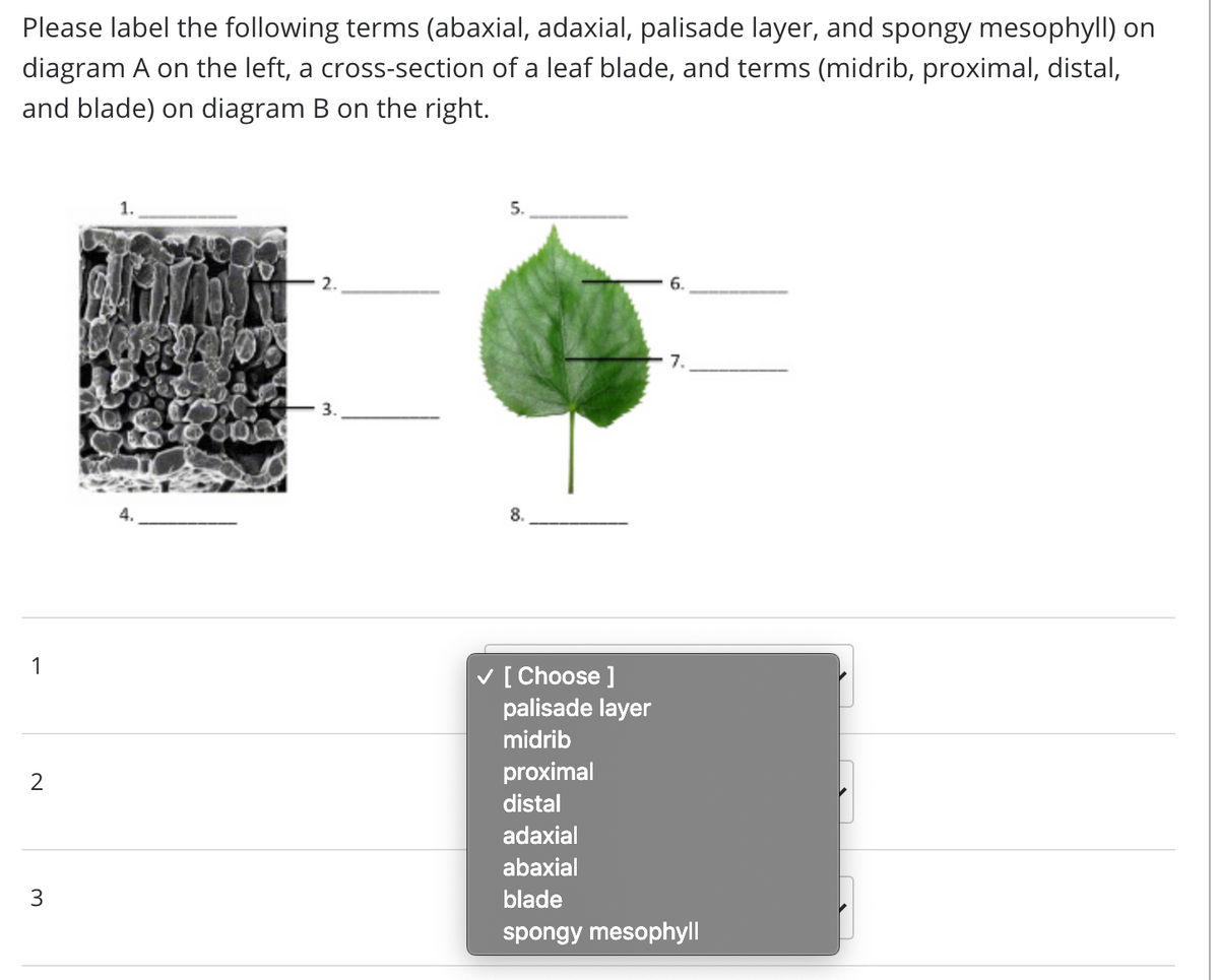 Please label the following terms (abaxial, adaxial, palisade layer, and spongy mesophyll) on
diagram A on the left, a cross-section of a leaf blade, and terms (midrib, proximal, distal,
and blade) on diagram B on the right.
5.
6.
7.
3.
1
V [ Choose ]
palisade layer
midrib
proximal
distal
adaxial
abaxial
3
blade
spongy mesophyll
