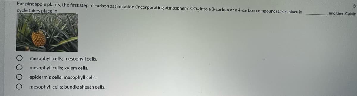 For pineapple plants, the first step of carbon assimilation (incorporating atmospheric CO2 into a 3-carbon or a 4-carbon compound) takes place in
cycle takes place in
,and then Calvin
mesophyll cells; mesophyll cells.
mesophyll cells; xylem cells.
epidermis cells; mesophyll cells.
mesophyll cells; bundle sheath cells.
O O O O
