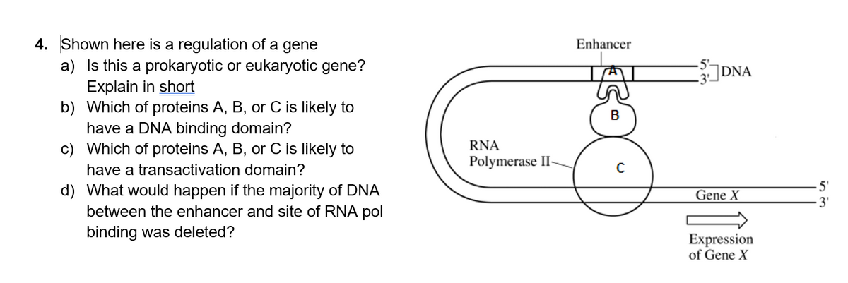 4. Shown here is a regulation of a gene
a) Is this a prokaryotic or eukaryotic gene?
Explain in short
b)
Which of proteins A, B, or C is likely to
have a DNA binding domain?
c) Which of proteins A, B, or C is likely to
have a transactivation domain?
d)
What would happen if the majority of DNA
between the enhancer and site of RNA pol
binding was deleted?
RNA
Polymerase II-
Enhancer
B
DNA
Gene X
Expression
of Gene X
.5'
3'
