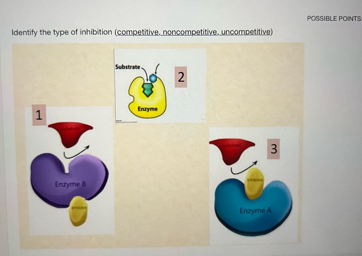 Identify the type of inhibition (competitive, noncompetitive, uncompetitive)
1
Enzyme B
Inhibitor
Substrate.
Enzyme
2
Substrate
Inhibitor
3
Enzyme A
POSSIBLE POINTS: