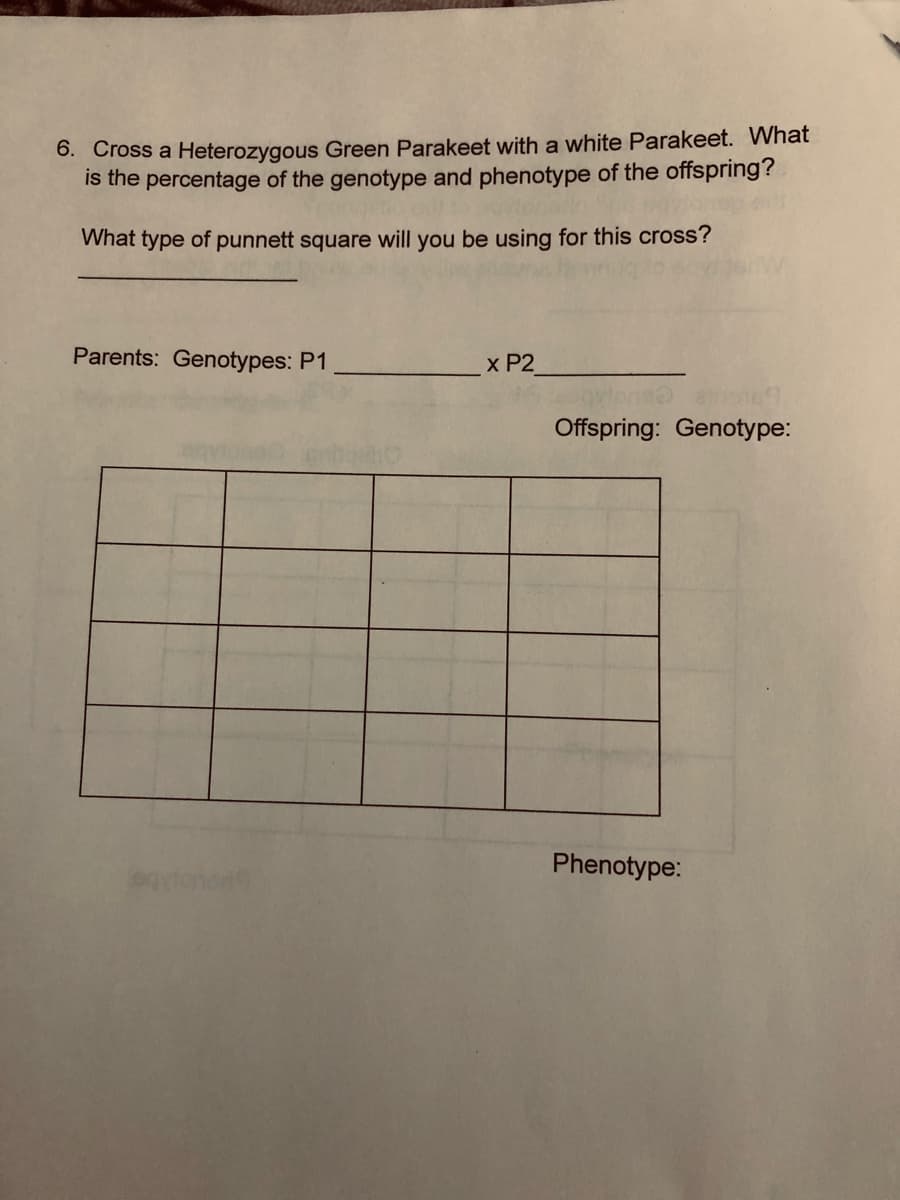 6. Cross a Heterozygous Green Parakeet with a white Parakeet. What
is the percentage of the genotype and phenotype of the offspring?
What type of punnett square will you be using for this cross?
Parents: Genotypes: P1
x P2
Offspring: Genotype:
Phenotype:
