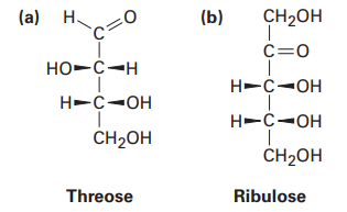 (а)
H.
(b)
CH2OH
C=0
HO-C-H
H-C-OH
H-C-OH
H-C-OH
CH2OH
CH2OH
Threose
Ribulose
