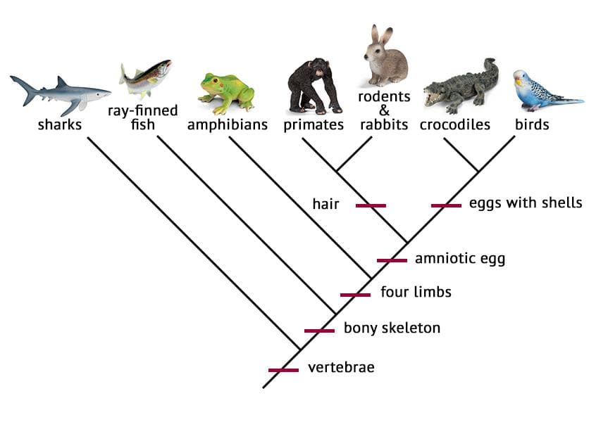 ray-finned
fish
rodents
&
sharks
amphibians primates rabbits crocodiles
birds
hair
eggs with shells
amniotic egg
four limbs
bony skeleton
vertebrae
