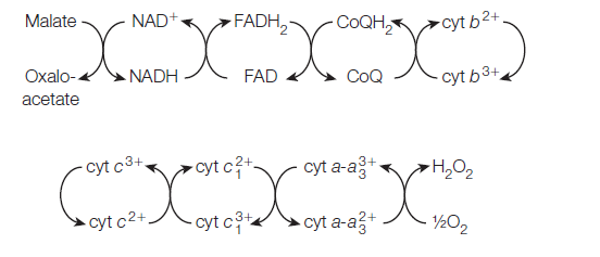 Malate
NAD+
FADH,
COQH,
cyt b2+,
Oxalo--
NADH
FAD
CoQ
cyt b3+
acetate
cyt c3+,
cyt c?+-
cyt a-a+
-H,O2
cyt c2+.
cyt ct
- cyt a-a?+
½O2
