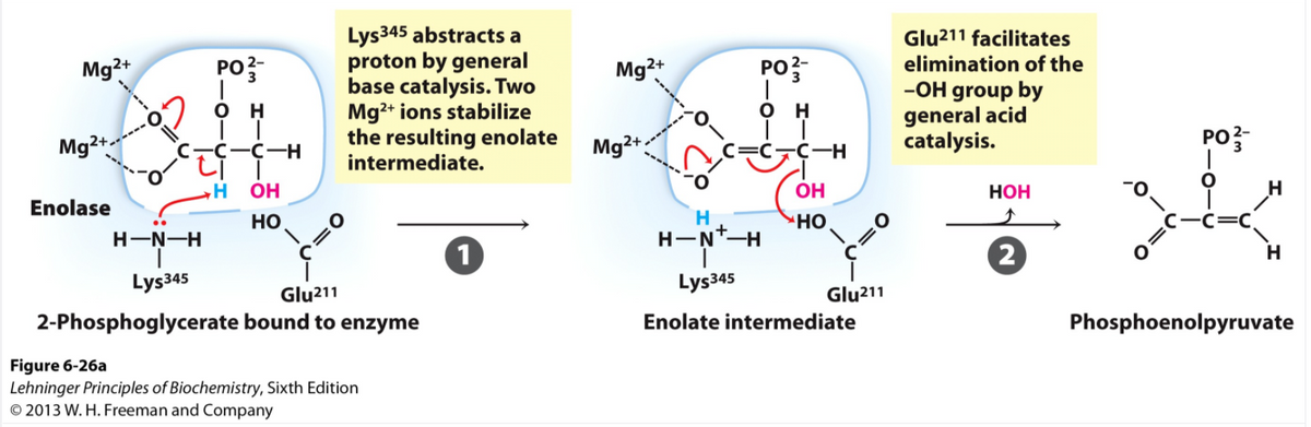 Lys345 abstracts a
proton by general
base catalysis. Two
Mg2+ ions stabilize
the resulting enolate
intermediate.
Glu211 facilitates
elimination of the
Mg2+
PO?
Mg?+
PO
-OH group by
general acid
catalysis.
H
он
Mg²+-
Mg2+:
PO
C-C-H
OH
OH
НОН
Enolase
Но
H
но
H-N-H
H-N*-H
2
Lys345
Lys345
Glu211
Glu211
2-Phosphoglycerate bound to enzyme
Enolate intermediate
Phosphoenolpyruvate
Figure 6-26a
Lehninger Principles of Biochemistry, Sixth Edition
© 2013 W. H. Freeman and Company
=
