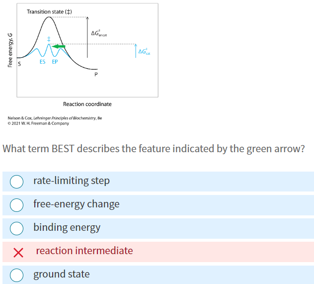 Free energy, G
Transition state (‡)
A
ES EP
AGuncat
P
Reaction coordinate
Nelson & Cox, Lehninger Principles of Biochemistry, Be
Ⓒ2021 W. H. Freeman & Company
What term BEST describes the feature indicated by the green arrow?
rate-limiting step
free-energy change
AG
binding energy
X reaction intermediate
ground state