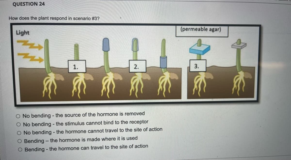 QUESTION 24
How does the plant respond in scenario #3?
(permeable agar)
Light
1.
2.
3.
介不介不
O No bending - the source of the hormone is removed
O No bending - the stimulus cannot bind to the receptor
O No bending - the hormone cannot travel to the site of action
O Bending - the hormone is made where it is used
O Bending - the hormone can travel to the site of action
