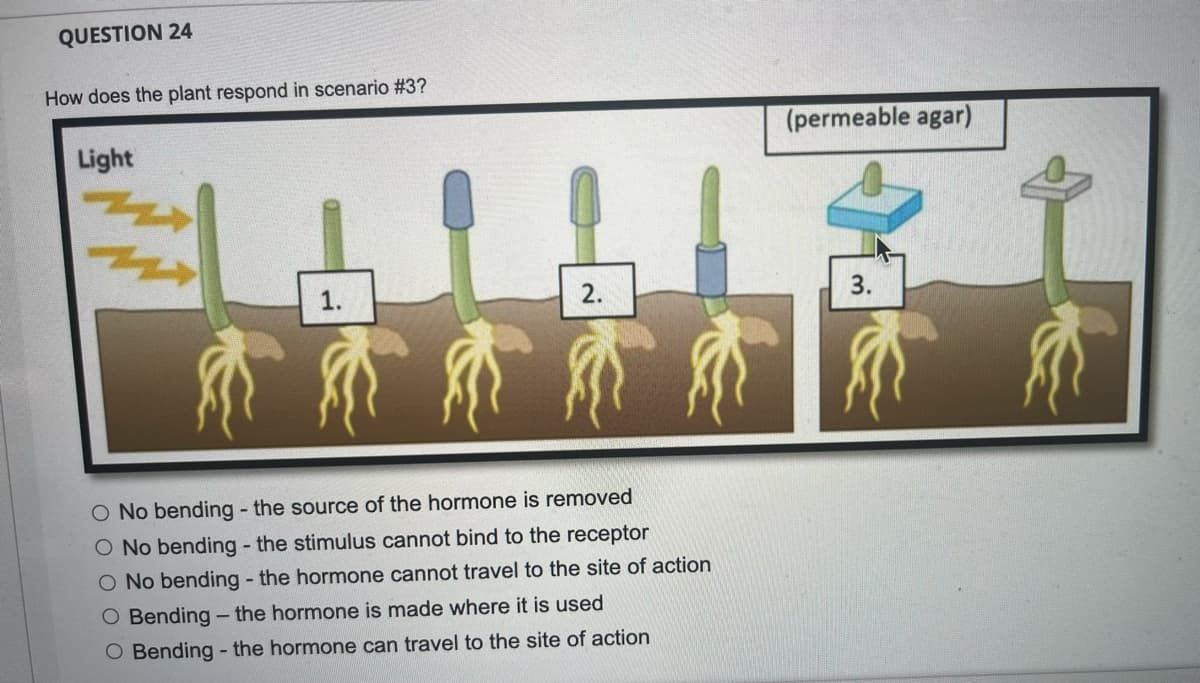 QUESTION 24
How does the plant respond in scenario #3?
(permeable agar)
Light
1.
2.
3.
介不介不市
O No bending - the source of the hormone is removed
O No bending - the stimulus cannot bind to the receptor
O No bending the hormone cannot travel to the site of action
O Bending - the hormone is made where it is used
O Bending - the hormone can travel to the site of action
