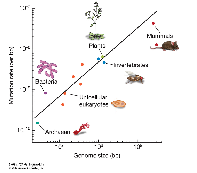 10-7
Mammals
10-8
Plants
-Invertebrates
Bacteria
10-9
Unicellular
eukaryotes
10-10
`Archaean
107
108
109
Genome size (bp)
EVOLUTION 4e, Figure 4.15
© 2017 Sinauer Associates, Inc.
Mutation rate (per bp)
