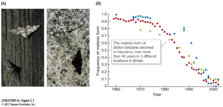 (A)
(B)
1.0
0.9
0.8
0.7
0.6 - The melanic form of
Biston betularia declined
in frequency over more
than 40 years in 3 different
0.5
0.4
locations in Britain.
0.3
0.2
0.1
1960
1970
1980
1990
2000
Year
EVOLUTION de, Figure 5.1
O 2017 Sinauer Associates, Inc.
Frequency of melanic form
