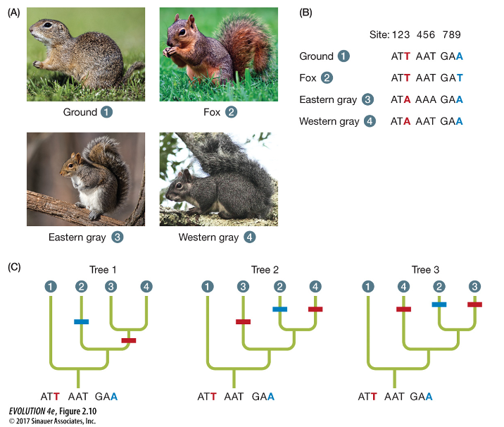 (A)
(B)
Site: 123 456 789
Ground 1
ATT AAT GAA
Fox 2
ATT AAT GAT
Eastern gray 3
ATA AAA GAA
Ground
Fox 2
Western gray 4
ATA AAT GAA
Eastern gray 3
Western gray 4
(C)
Tree 1
Tree 2
Tree 3
3
ATT AAT GAA
АTT AAT GAА
ATT AAT GAA
EVOLUTION 4e, Figure 2.10
© 2017 Sinauer Associates, Inc.
