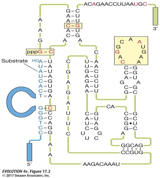 ACAGAACCUUAAUGC
G-C
A-U
A-U
C-G
A-U
C-G
A A
A
A
3'
G
A
pppG – C
A
A
Substrate HOA -Ủ
U-A
A-U
U-A
C-G
A-U
C-G
T-A
U-A
U-A
G-C
A-U
G-C
A-U
A
C-G
C-G
A-U
G
A
C-G
G-C
A-U
G-C
G-C
G-C
T-A
C-G
C-G
CA
C-G
A-U
U-A
C-G
U G
U C
C-G
G-C
G•U
G-C
A
A
GGCAG
CĊĠUG
A
5'
AAGACAAAU
EVOLUTION 4e, Figure 17.2
2017 Sinauer Associates, Inc.
CIGIAIGIAIUIUIC
